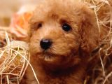 Sevimli Toy Poodle