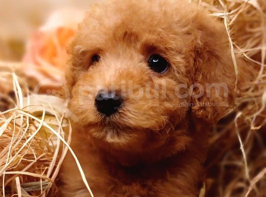 Sevimli Toy Poodle görsel