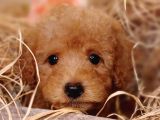 Sevimli Toy Poodle
