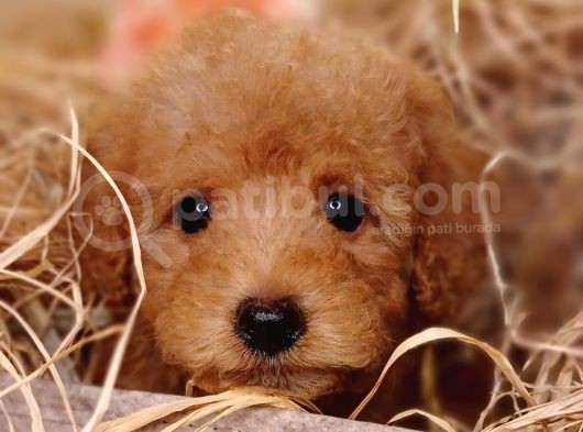 Sevimli Toy Poodle görsel