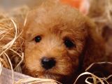 Sevimli Toy Poodle