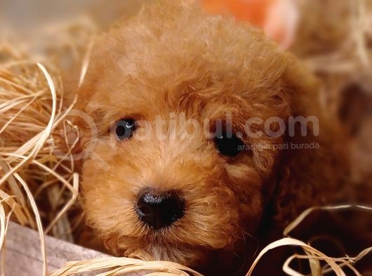 Sevimli Toy Poodle görsel