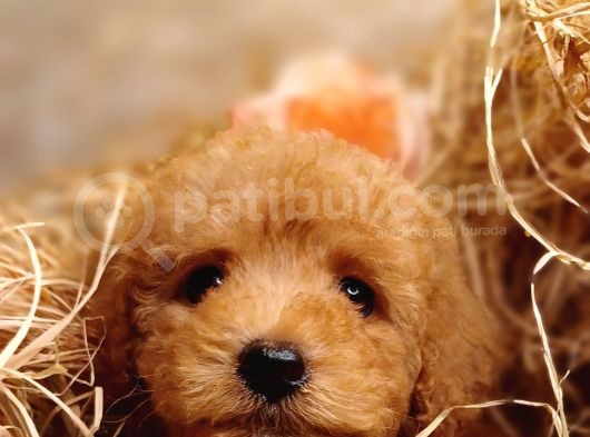 Sevimli Toy Poodle görsel