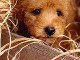Sevimli Toy Poodle