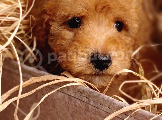 Sevimli Toy Poodle görsel