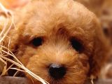 Sevimli toy Poodle