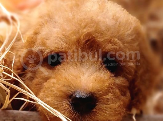 Sevimli Toy Poodle