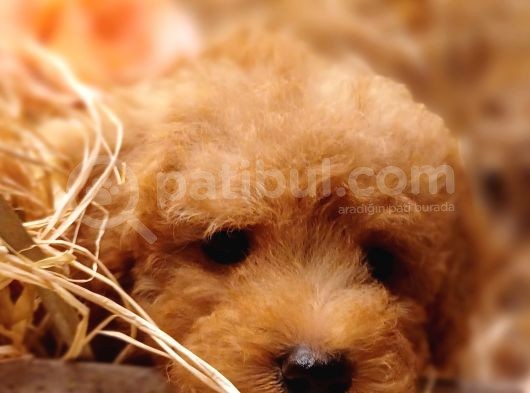 Sevimli Toy Poodle görsel