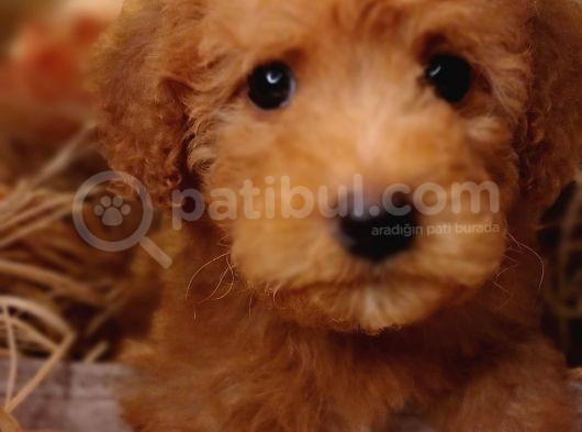 Sevimli Toy Poodle görsel