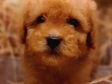 Şipşirin Toy Poodle