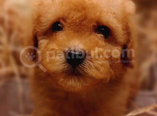 Şipşirin Toy Poodle görsel