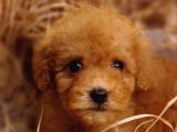 Şipşirin Toy Poodle