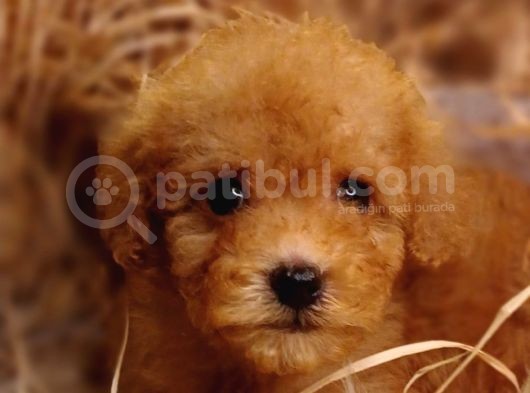 Şipşirin Toy Poodle görsel