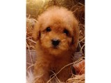 Şipşirin Toy Poodle