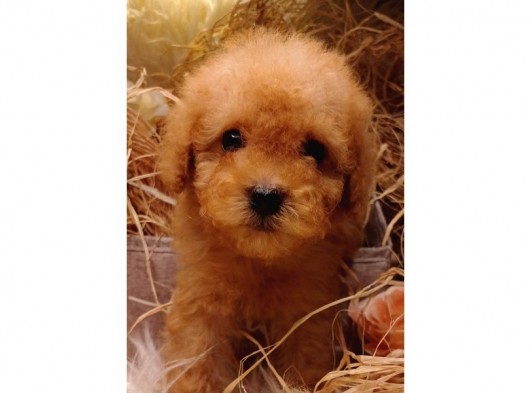 Şipşirin Toy Poodle görsel