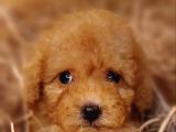 Şipşirin toy Poodle