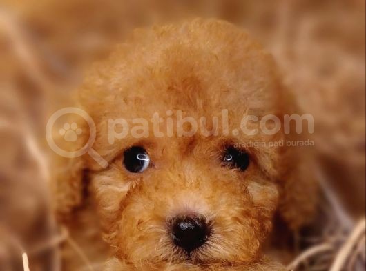 Şipşirin Toy Poodle