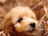 Afacan toy Poodle