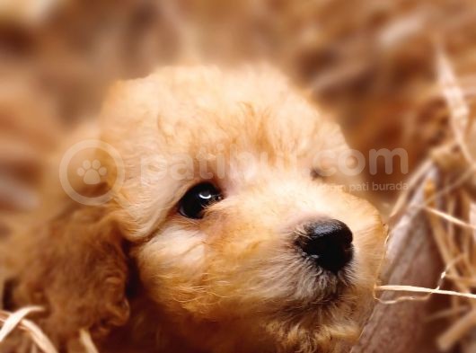 Afacan Toy Poodle