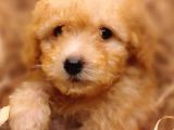 Afacan Toy Poodle