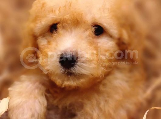 Afacan Toy Poodle görsel