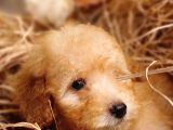 Afacan Toy Poodle