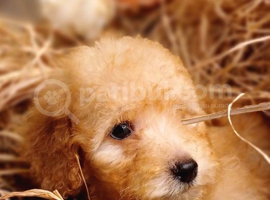 Afacan Toy Poodle görsel
