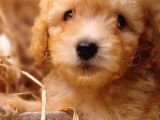 Afacan Toy Poodle