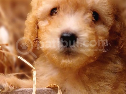 Afacan Toy Poodle görsel