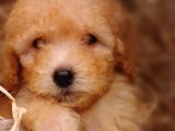 Afacan Toy Poodle