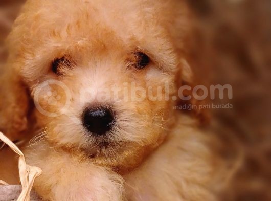 Afacan Toy Poodle görsel