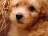 Afacan Toy Poodle