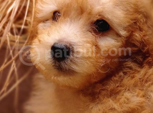 Afacan Toy Poodle görsel