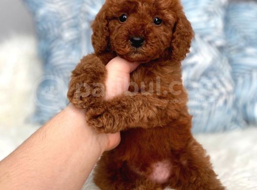 Red Brown Toy Poodle Yavrum