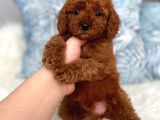 Red Brown Toy Poodle Yavrum
