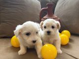 Xs Maltese Bebekler