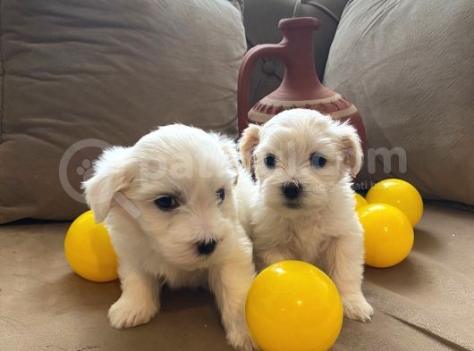 Xs Maltese Bebekler görsel