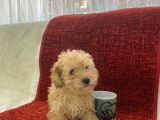 Poodle Tadında Maltipoo