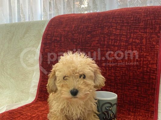 Poodle Tadında Maltipoo görsel