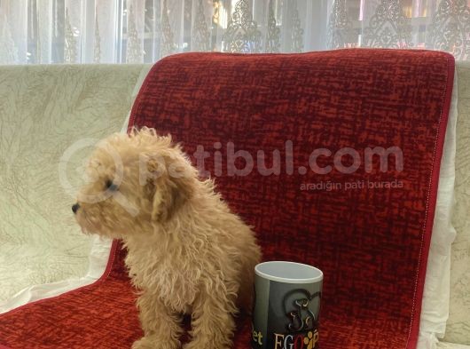 Poodle Tadında Maltipoo