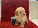 Poodle Tadında Maltipoo