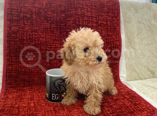 Poodle Tadında Maltipoo görsel