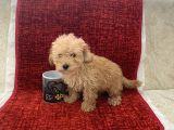 Poodle Tadında Maltipoo