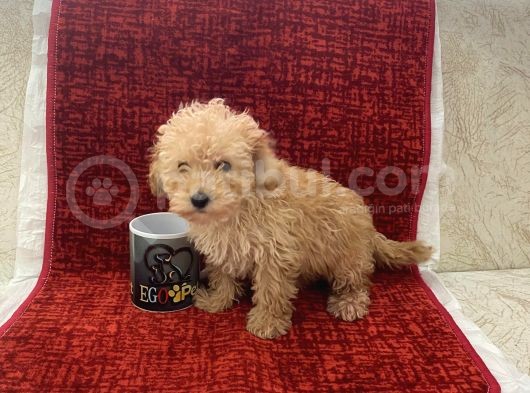 Poodle Tadında Maltipoo görsel
