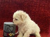 Minik Maltese Bebekler