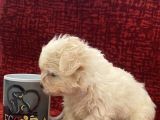 Minik Maltese Bebekler