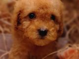 Şipşirin Toy Poodle