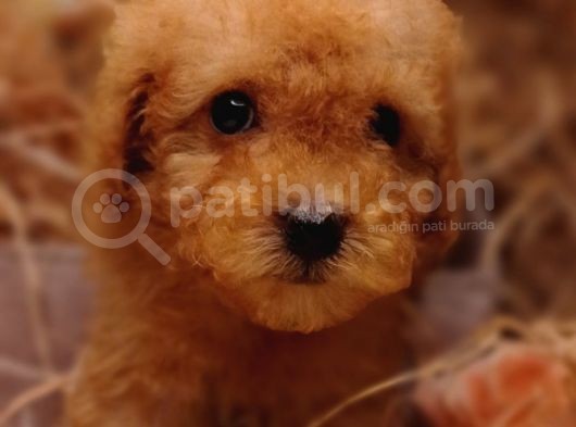 Şipşirin Toy Poodle görsel