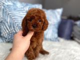 Red Brown Toy Poodle Yavrum