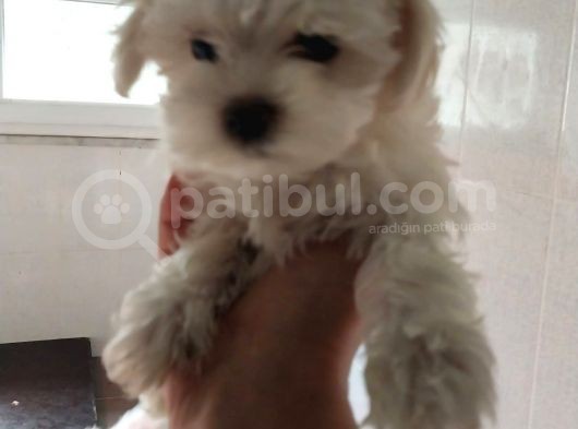 Irk Ve Sağlık Garantili Maltese Terrier görsel